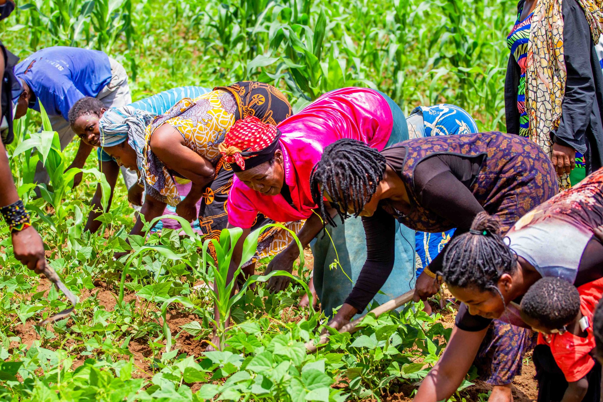 Communal Gardening – Shared Action Africa